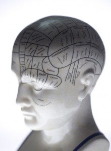 A plastic model has different parts of the brain drawn on its head.